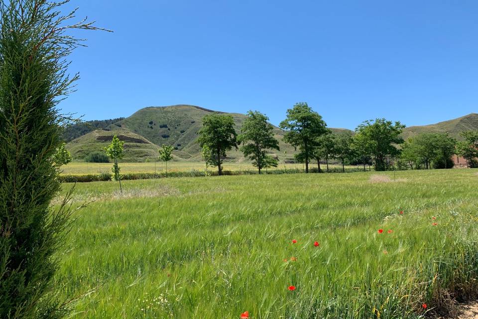 La Vega del Henares