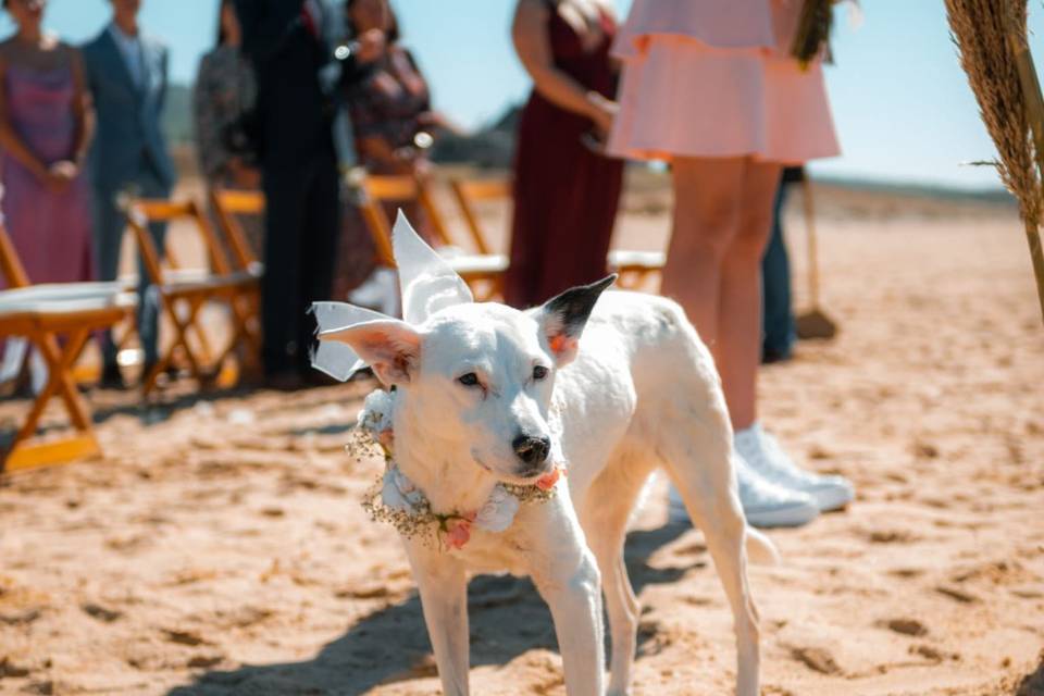 Amor perruno