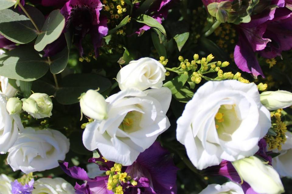 Flores