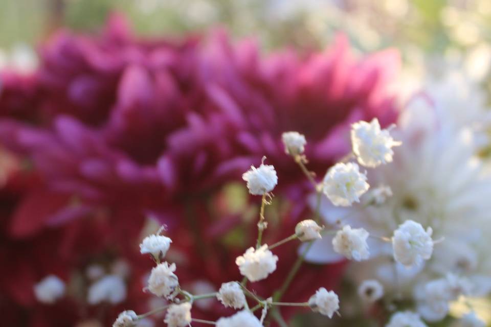 Flores