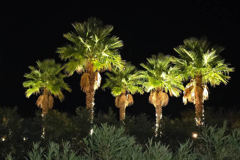 Palmeras noche