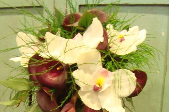 Calas, cimbidium, semi cascada