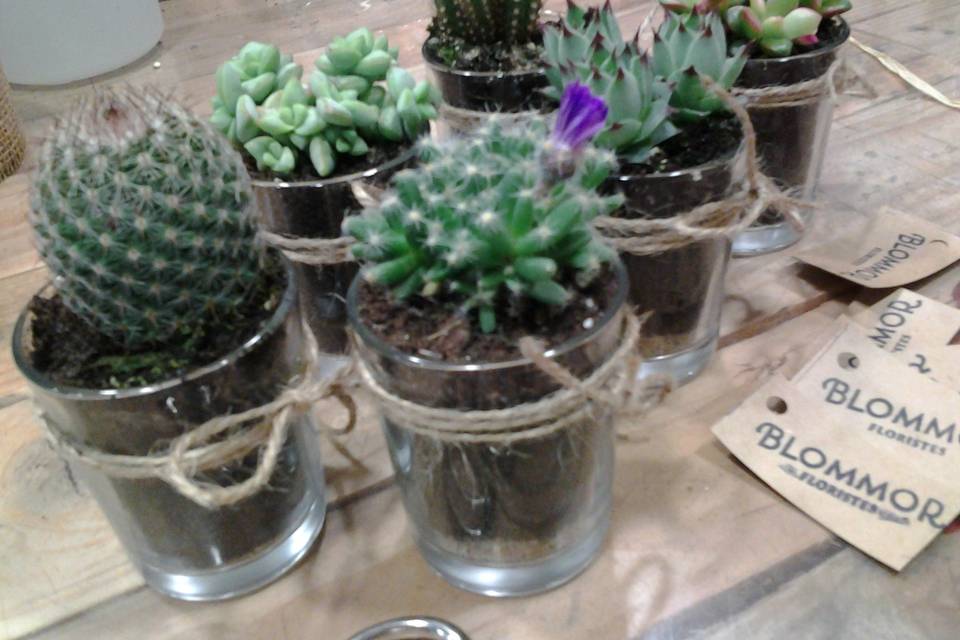 Cactuscristal para invitados
