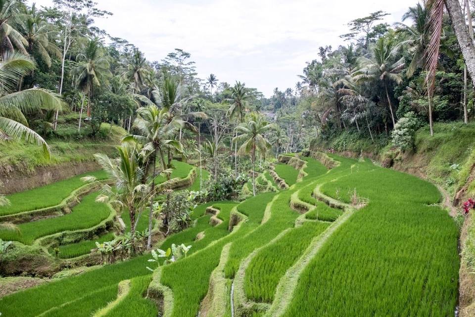 Campos de Bali