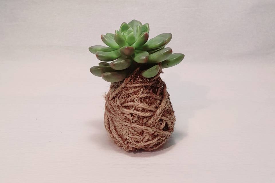 Miniatura Kokedama Suculenta