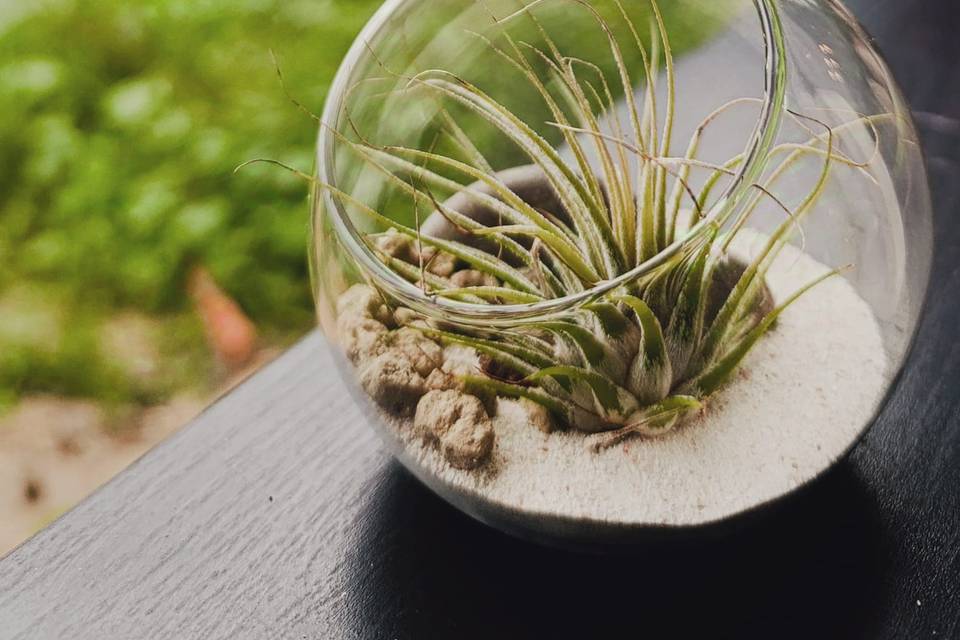 Detalle Burbuja Tillandsia