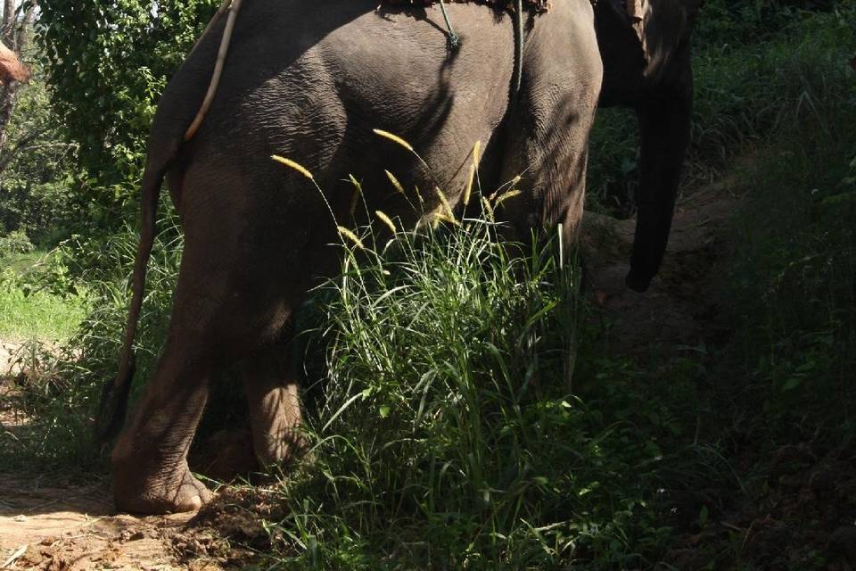 Elefante Thai