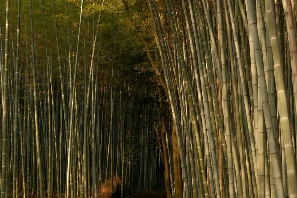 Japon