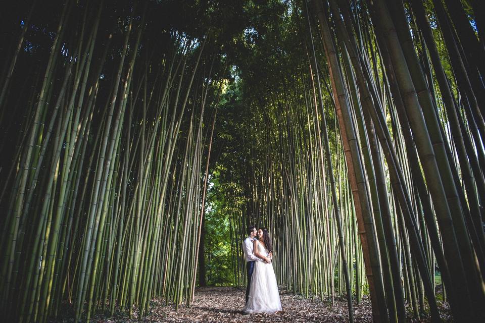 Bosque de bambù