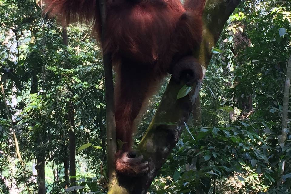 Bukit Lawang