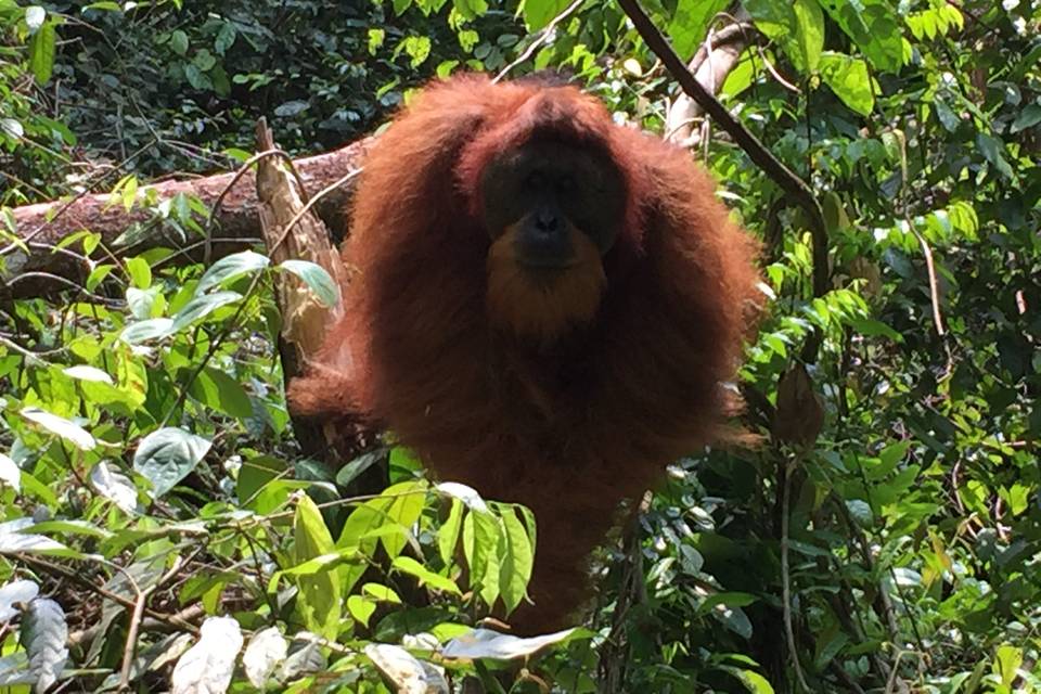 Bukit Lawang