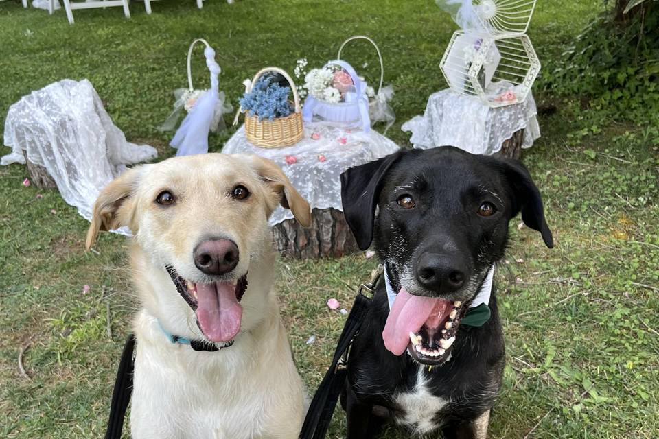 Felicess Lluna y Brownie