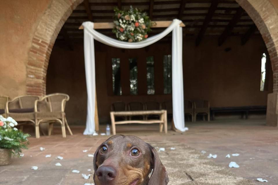 Ori esperando a los novios