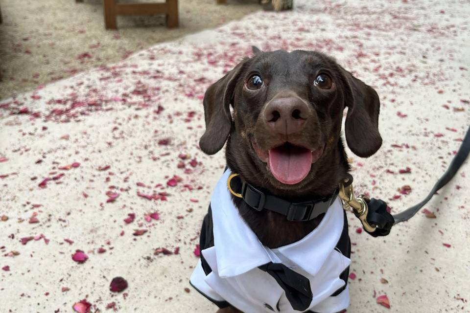 🥰Ryu en la alformbra