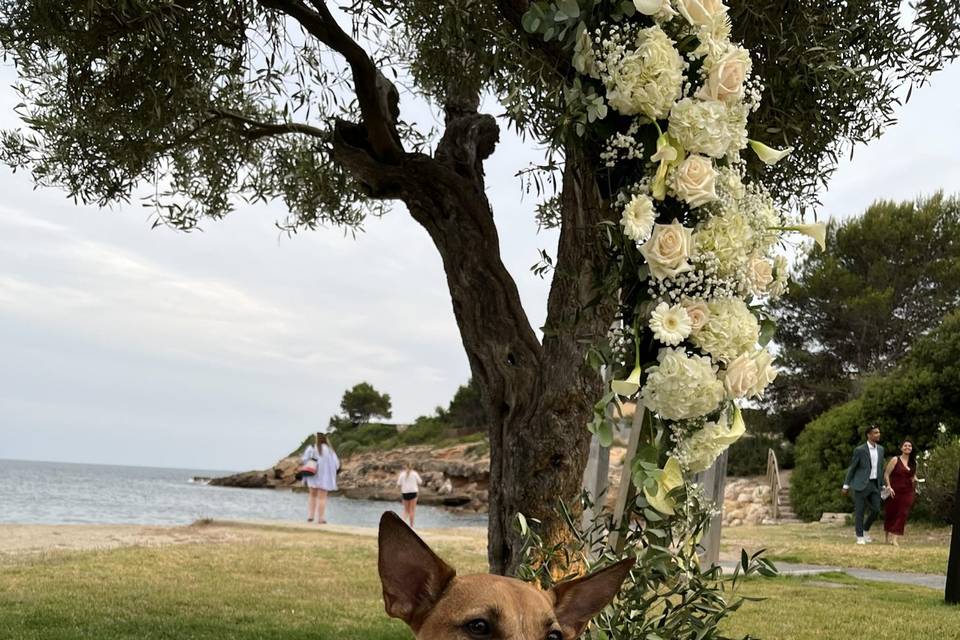 Choco esperando a los novios