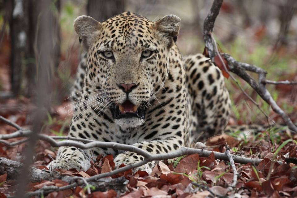 Leopardo