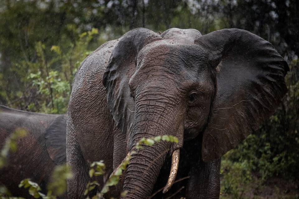 Elefante