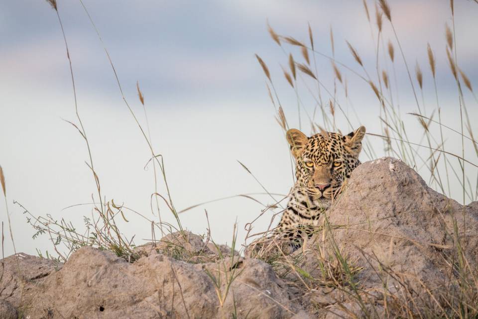 Leopardo