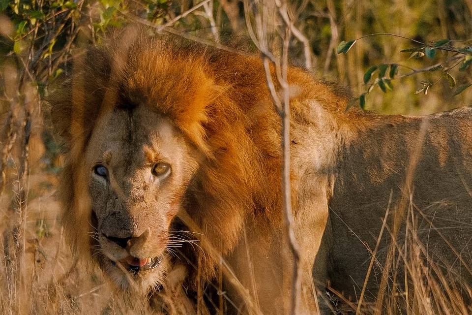 Safari en Sudáfrica