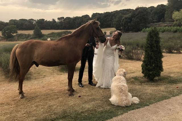 La novia con los animales