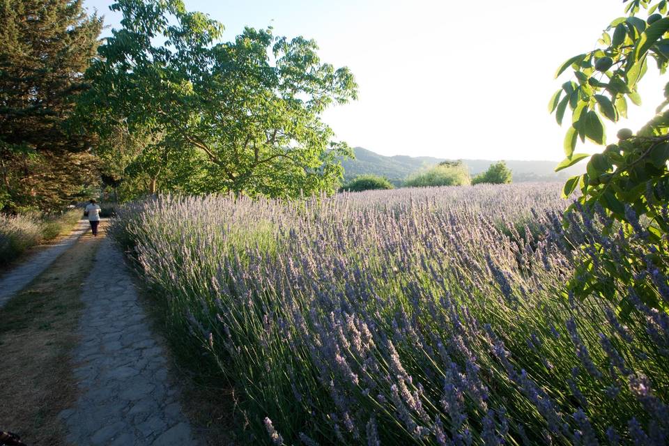 Camino de lavandas