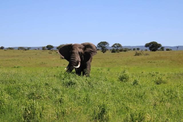 Elefante Serengeti