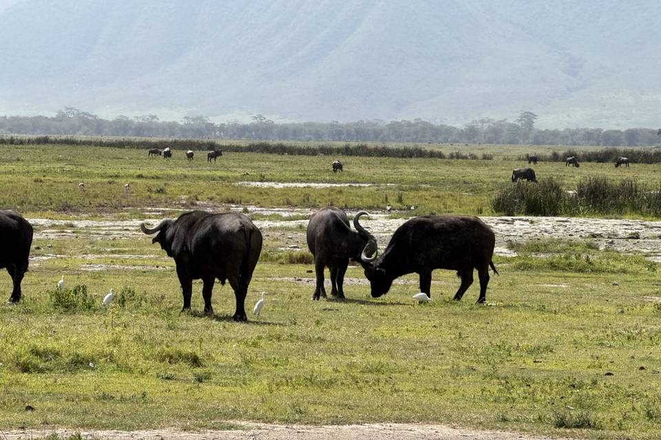 Bufalos en el Serengeti