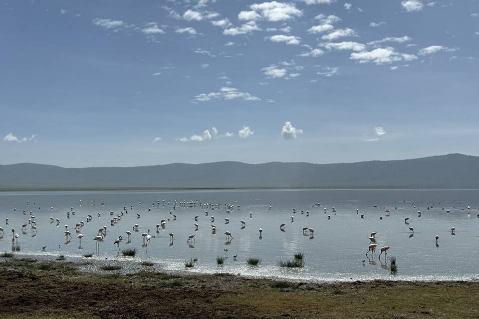 Flamencos en Natron