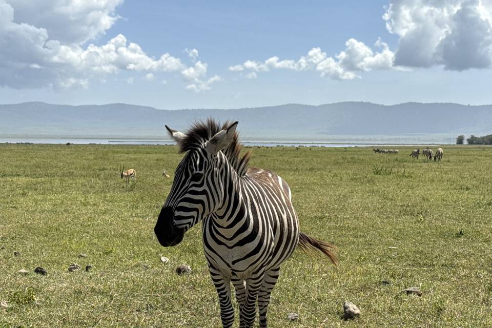 Cebra en Ngorongoro