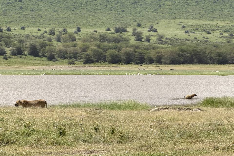 León con Hiena