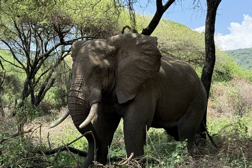 Elefante Tarangire