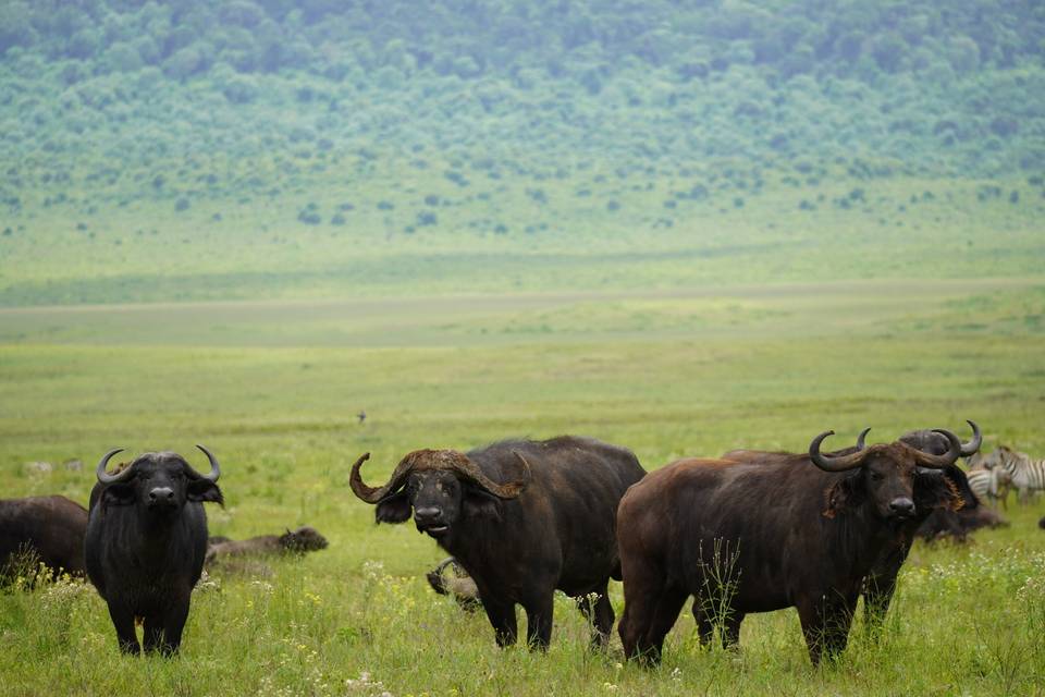 Bufalos ngorongoro