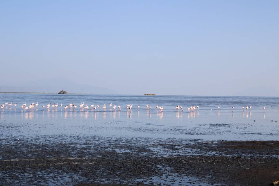 Flamencos natron