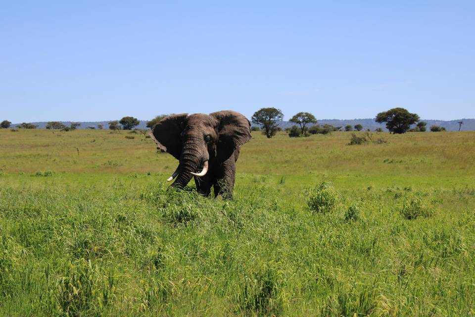 Elefante Serengeti