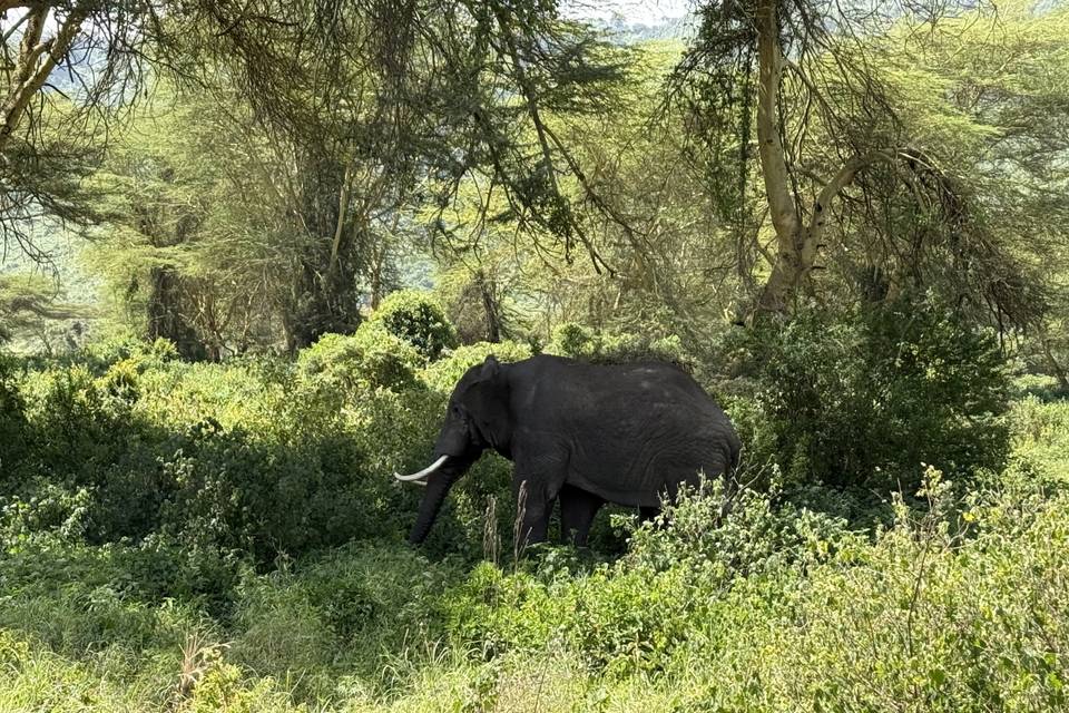 Elefante Safari Tanzania