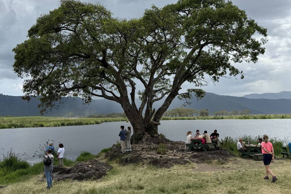 Árbol del Amor en el cráter