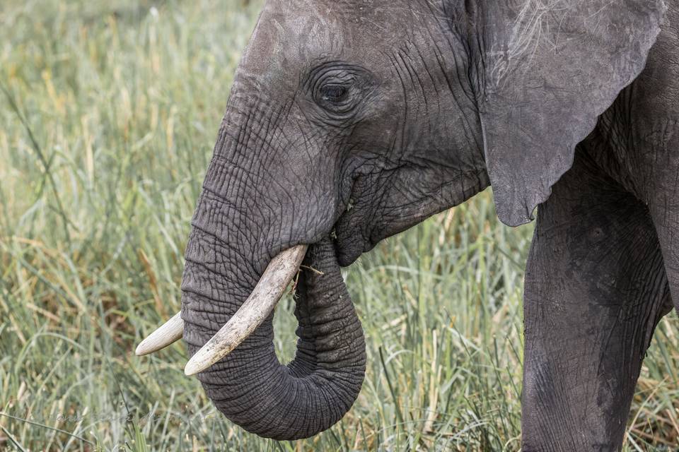 Elefante