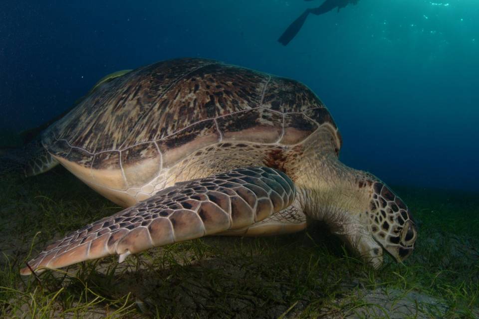 Tortuga en buceo