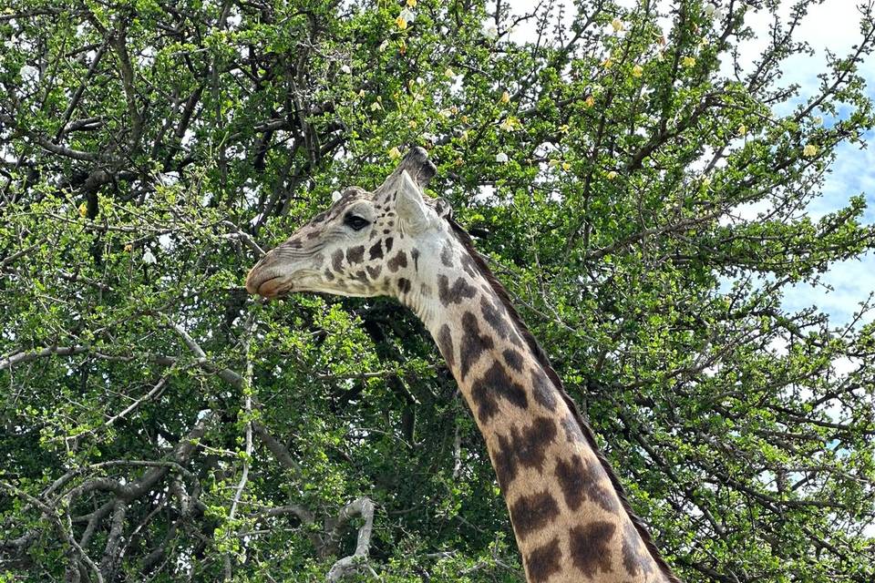 Safari en kenia