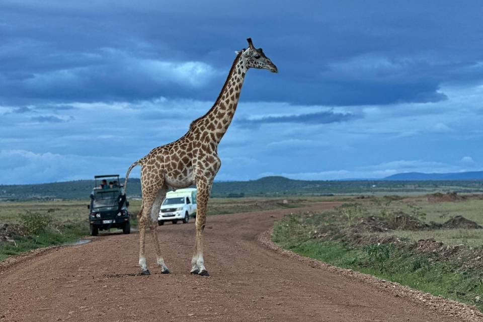 Safari en kenia