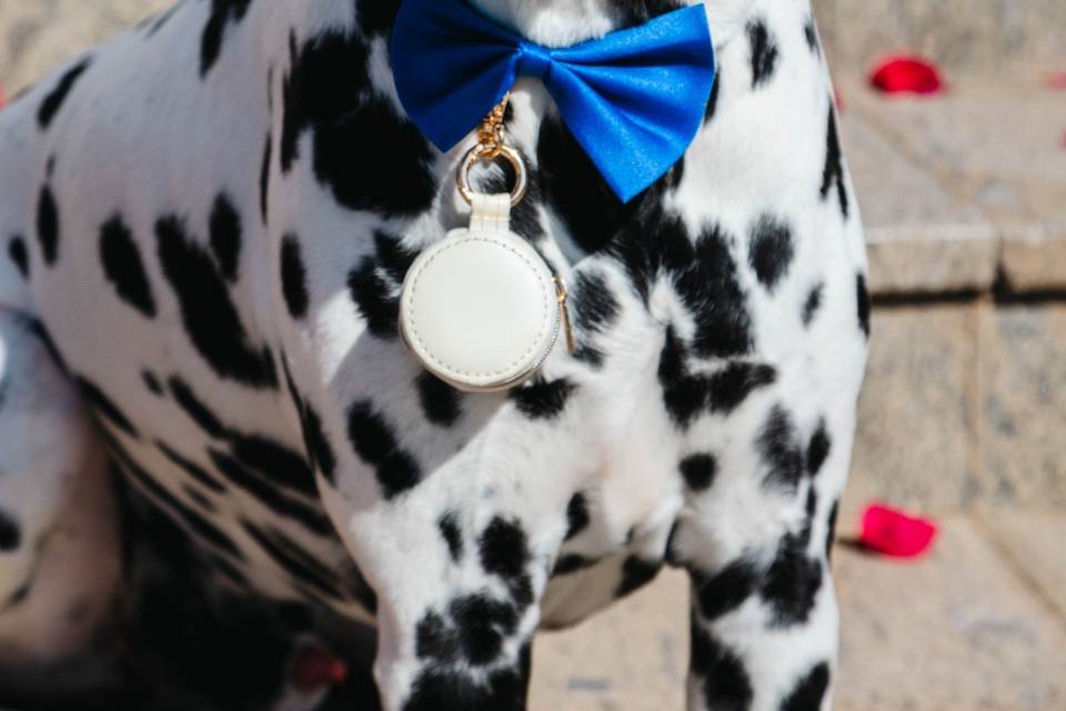 Tu perro en tu boda