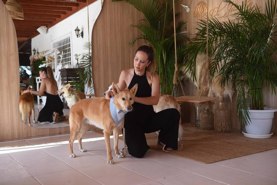 Tu perro en tu boda