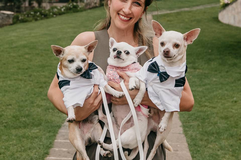 Tu perro en tu boda