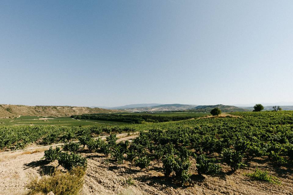 Viñedos