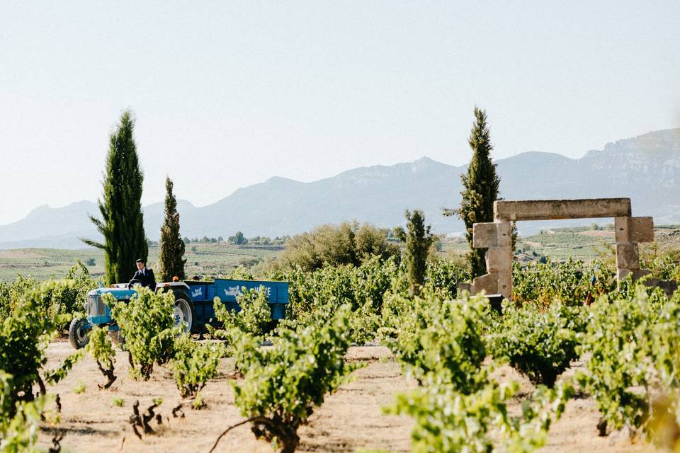 Viñedo