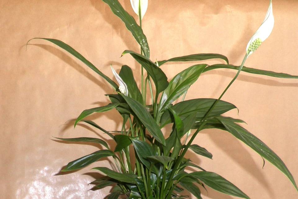 Terrario spathiphyllum-hiedra