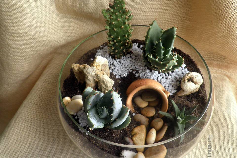 Centro de cactus con vasija