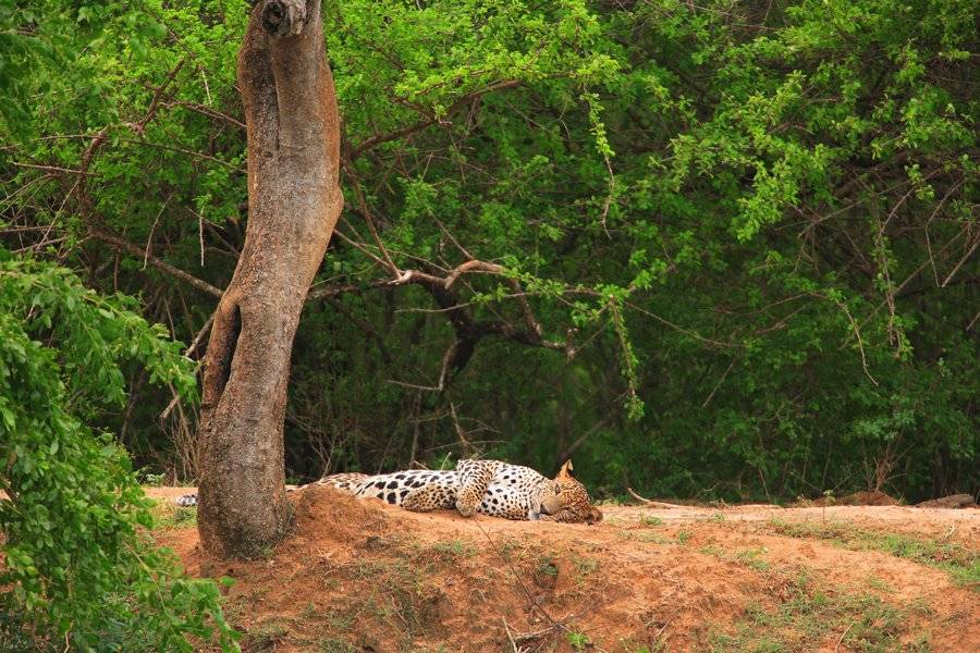 Parque Nacional de Yala