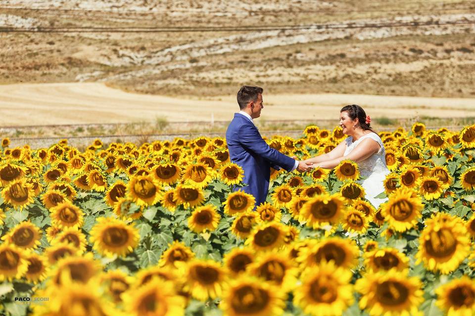 Girasoles