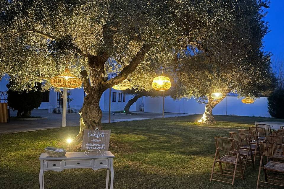 Olivos con lamparas